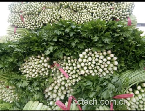 西芹山药翻炒过程图