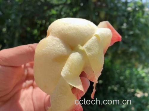不同品种蟠桃对比图