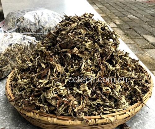 艾叶老姜洗头使用效果对比图