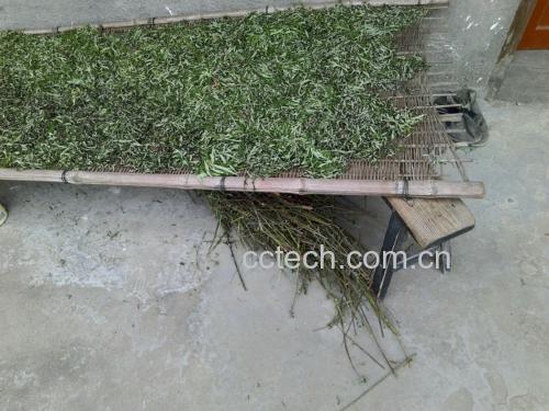 艾叶生姜茶饮展示图