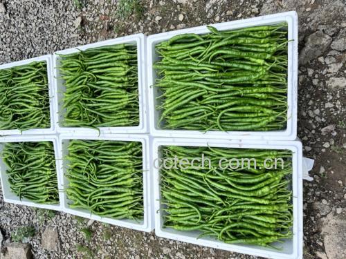 东北烀尖椒豇豆咸菜成品展示