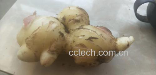 姜汁调味拌凉菜示意图