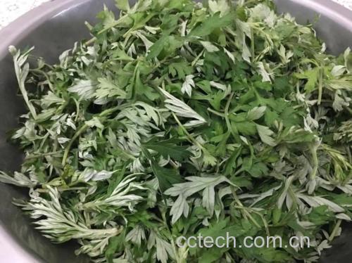 老姜艾叶洗发水使用场景