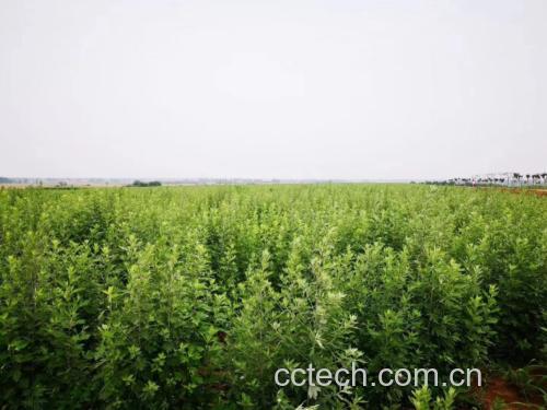 老姜与艾叶种植基地航拍图