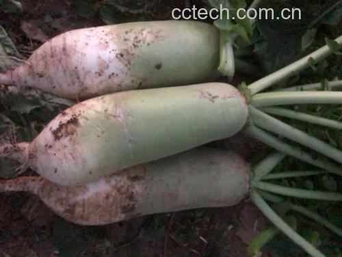 水果萝卜特写
