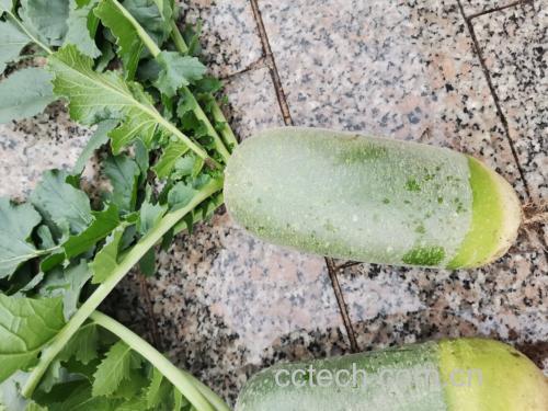 水果萝卜与胡萝卜对比图