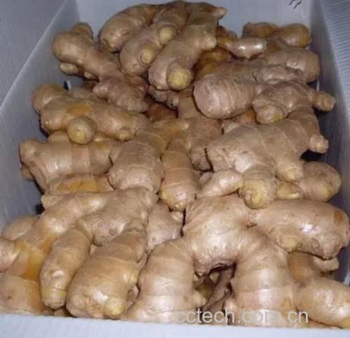 生姜根须与主根茎一起用于炖汤的场景