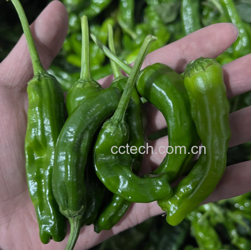 皱叶青菜特写图