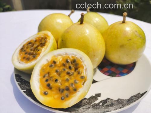 切开的成熟黄金百香果特写