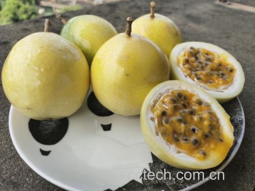 黄金百香果切开特写