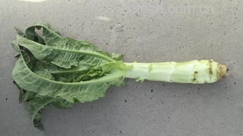 成品图:红椒尖尖笋装盘效果