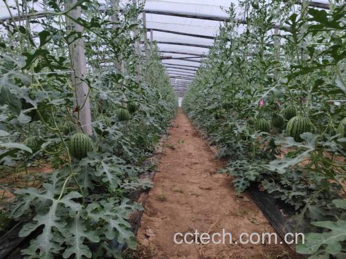 田间种植的无籽西瓜