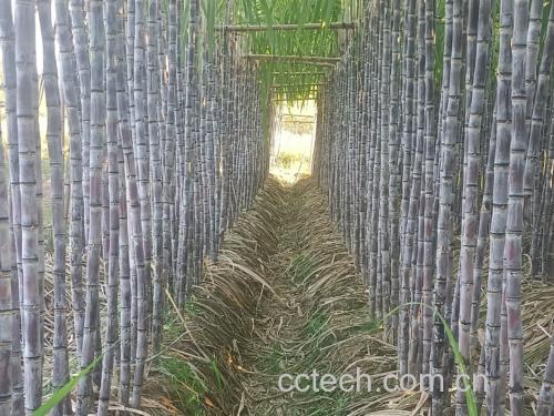 细长笔直的黑皮甘蔗整齐排列在阳光下的田地中,背景为广西南部丘陵地貌,土壤呈红褐色,甘蔗表面有明显蜡质层反光
