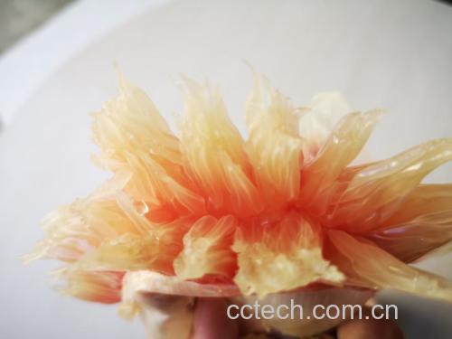 葡萄柚果皮特写展示