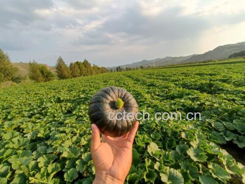 板栗南瓜在自然环境中摆放的照片