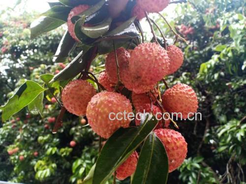 桂味荔枝新鲜采摘后带完整外皮的特写照片