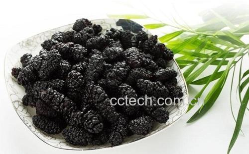 黑桑葚特写照片