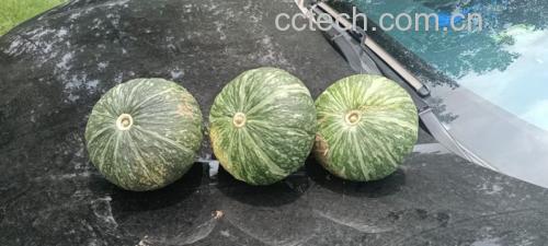 切开的绿板栗南瓜内部剖面图