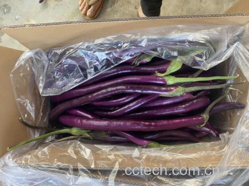 蒜蓉线茄食材展示图