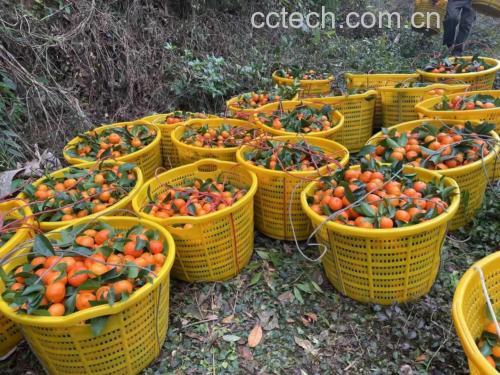 家庭食用沃柑场景图