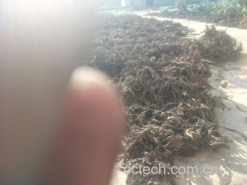 蒲公英与熟地黄的草药搭配图