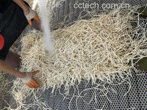 鱼腥草根加工过程示意图