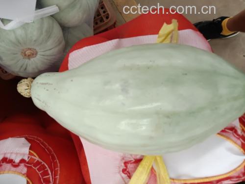 新鲜奶油南瓜整颗特写