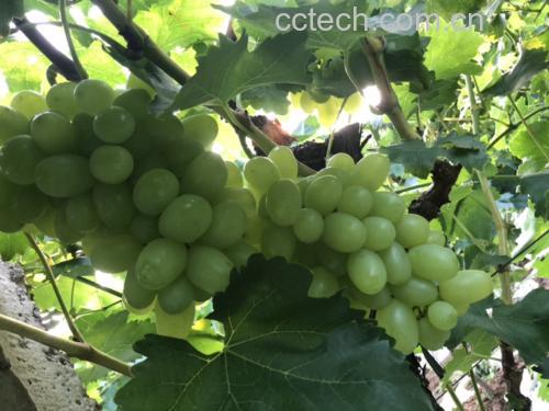 阳光玫瑰青提果园种植图