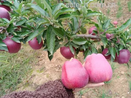 花牛苹果果园航拍图