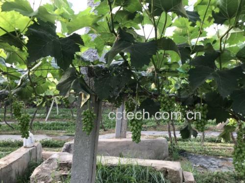 葡萄清洗过程