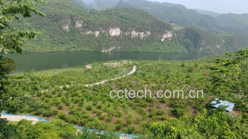红心柚果园实景图
