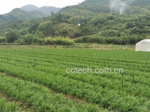 大叶韭菜生长在田间,叶片宽大翠绿