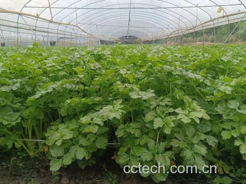 香芹籽油护肤应用示意图