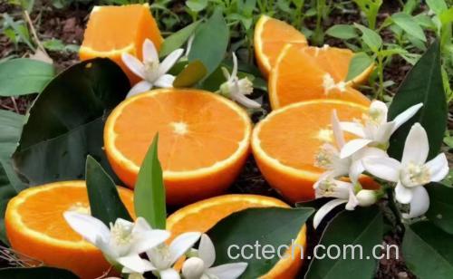 安德鲁甜橙茉莉果实与干茉莉花瓣摆放在木质餐盘上，背景为清晨阳光下的果园