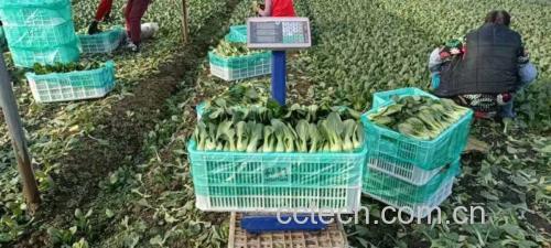 青提称重示意图