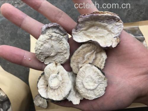 实验室显微镜下观察黑玛卡粉末晶体结构