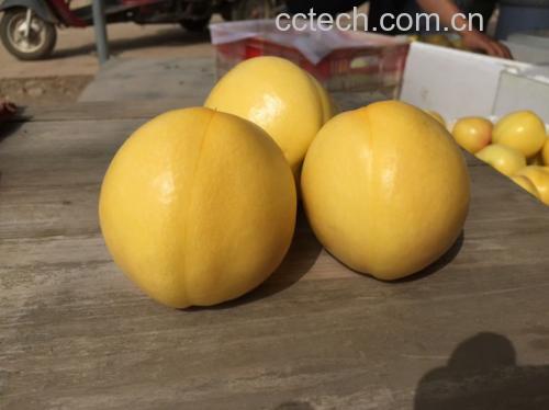 黄油桃系列美食拼盘