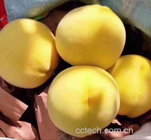 黄油桃块正在糖水中慢慢煮制