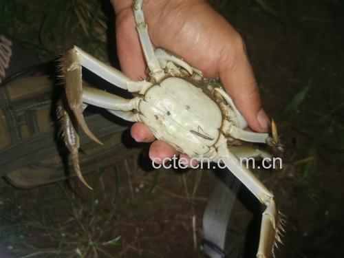 大闸蟹脚部特写
