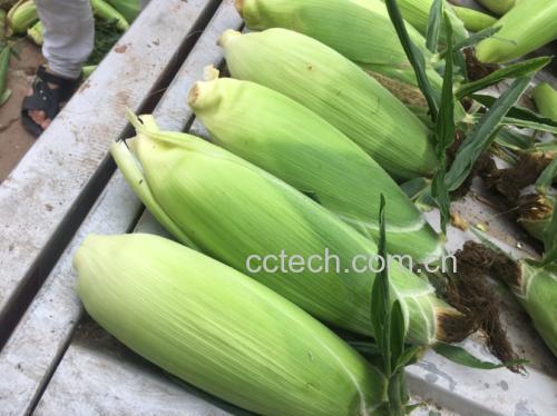 家庭亲子共食甜玉米场景