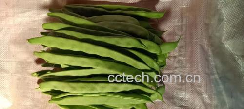 绿扁豆实物图