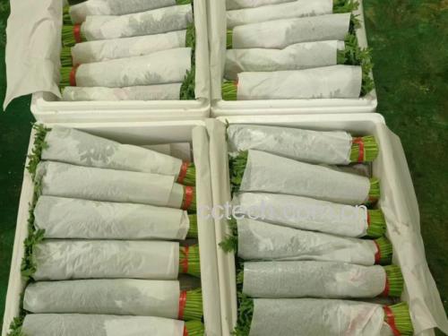 包装精美的植物提取物产品展示