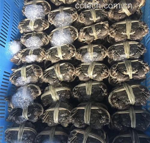 洪泽湖大闸蟹成熟期
