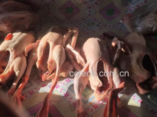 粉葛与鹅肉的原材料展示