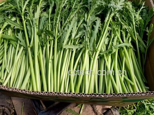 蒜蓉炒小叶茼蒿成品图