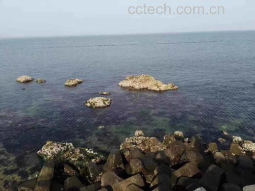 花蛤浸泡在清水中的状态