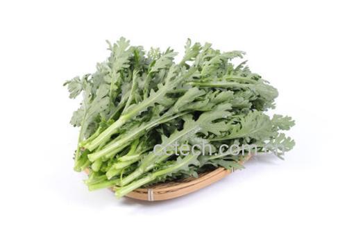 新鲜采摘的野茼蒿嫩茎叶特写