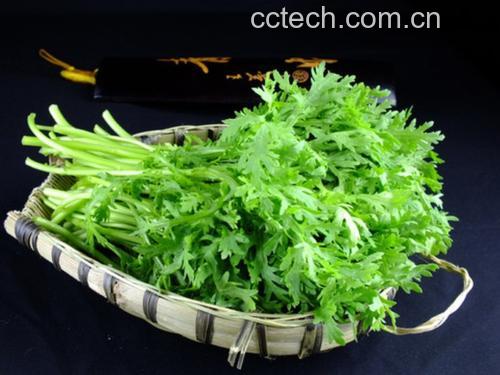 野茼蒿的传统与现代应用对比图示