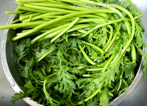 茼蒿植株特写