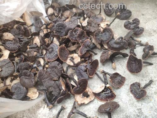 黑芝麻与其他食材对比图表